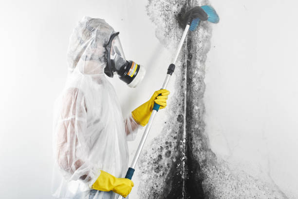 Best Asbestos and Lead Testing During Mold Inspection  in North Bethesda, MD