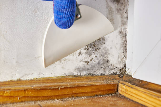 Mold Odor Removal Services in North Bethesda, MD